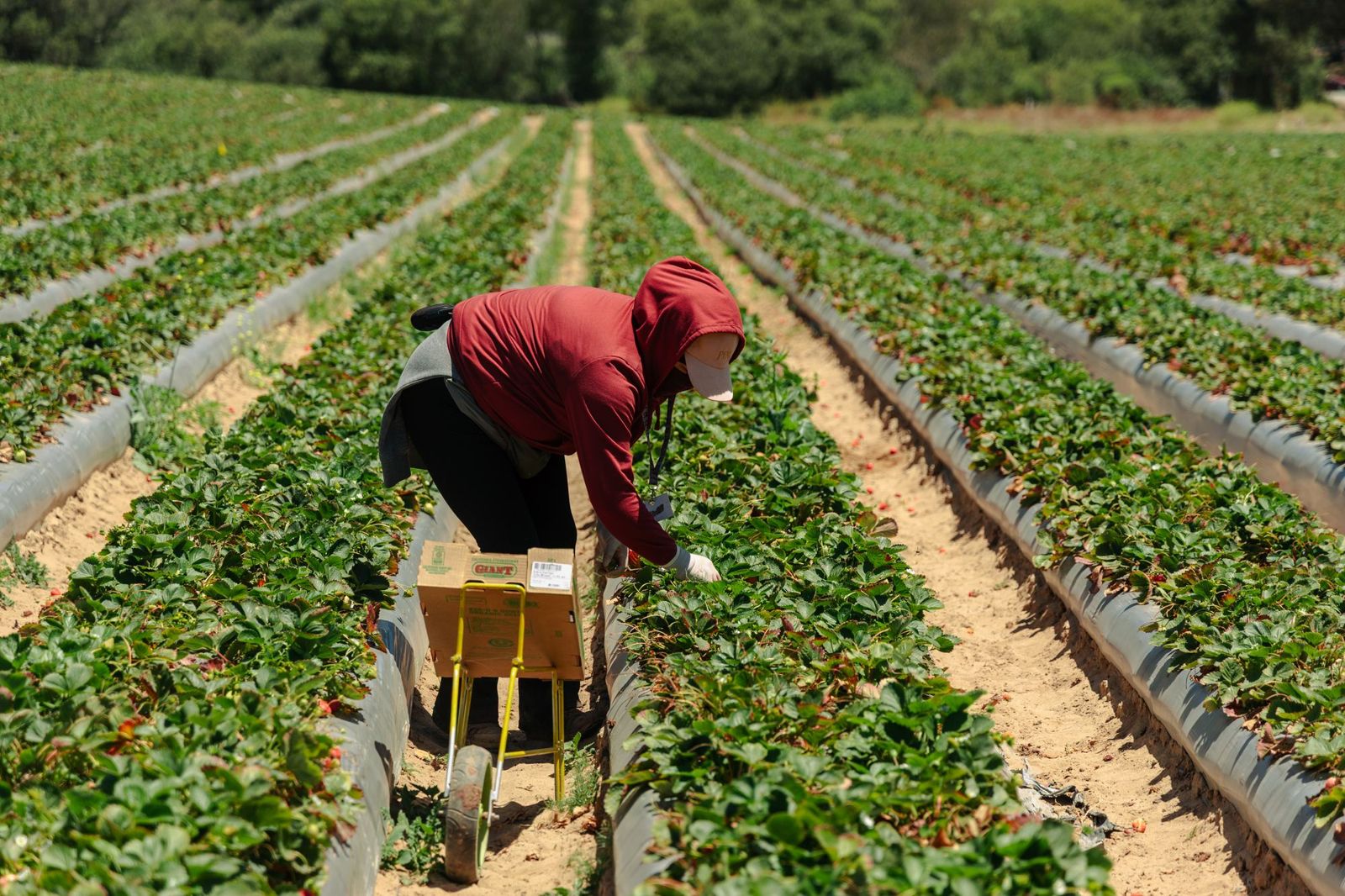Strawberry harvest, California