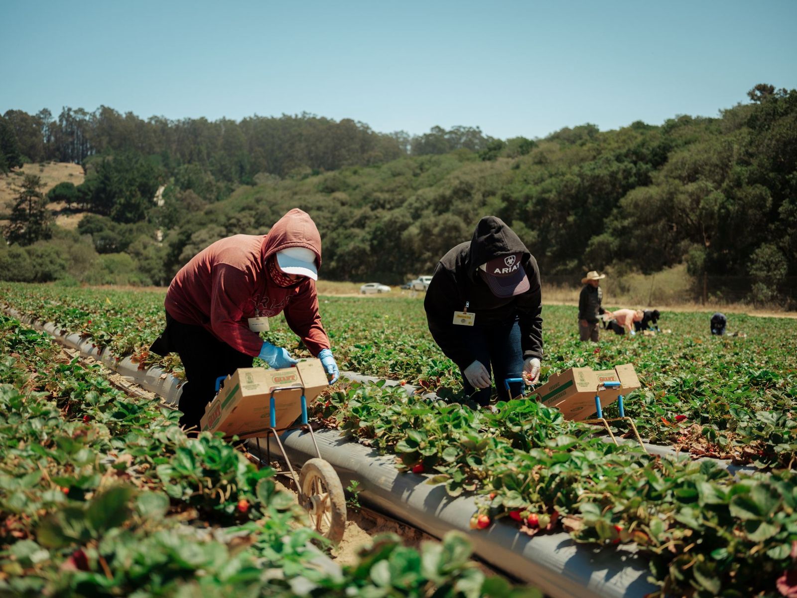 Harvest crew in a strawberry field, California