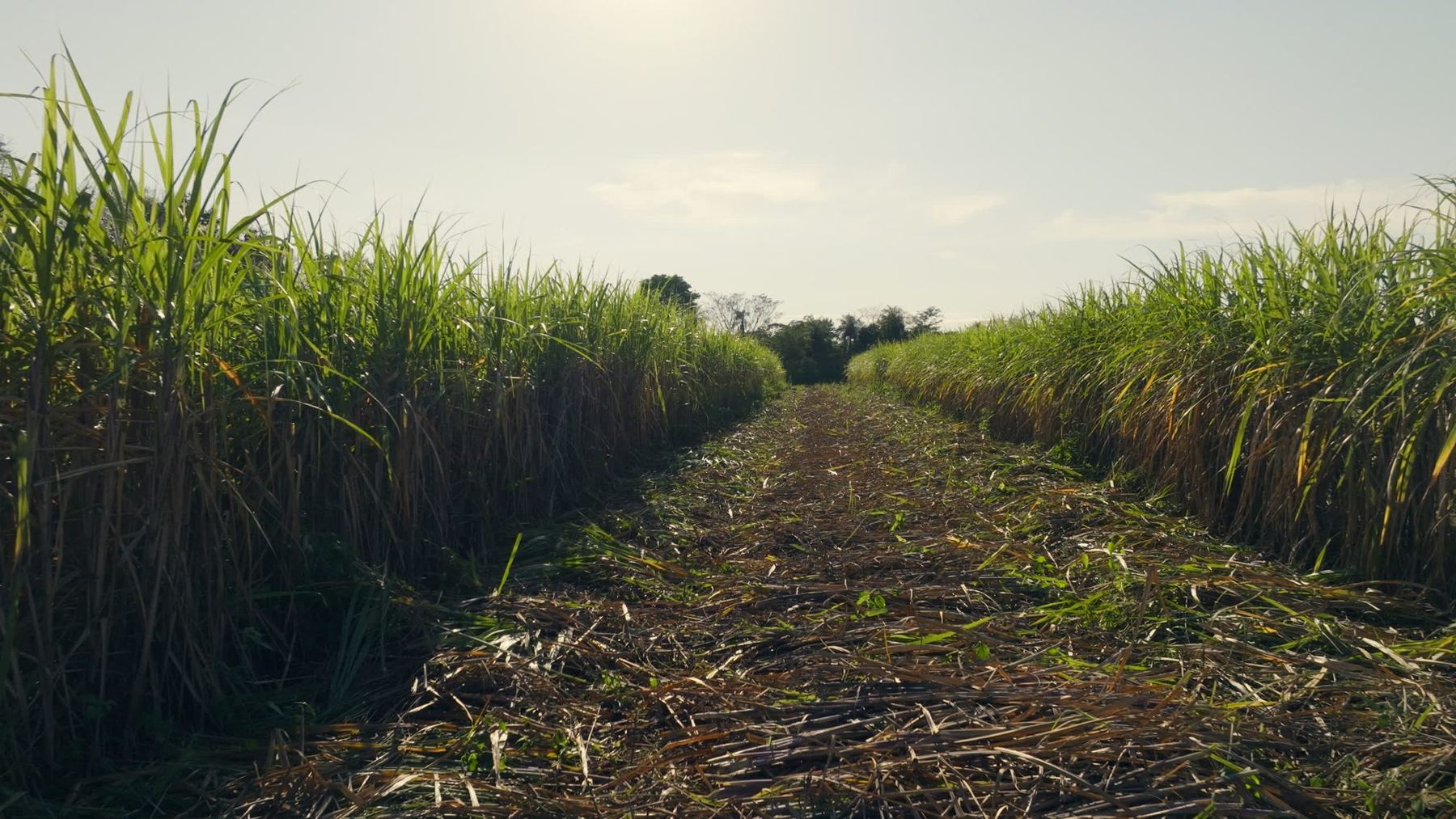 Drone shot down a path between tall cane