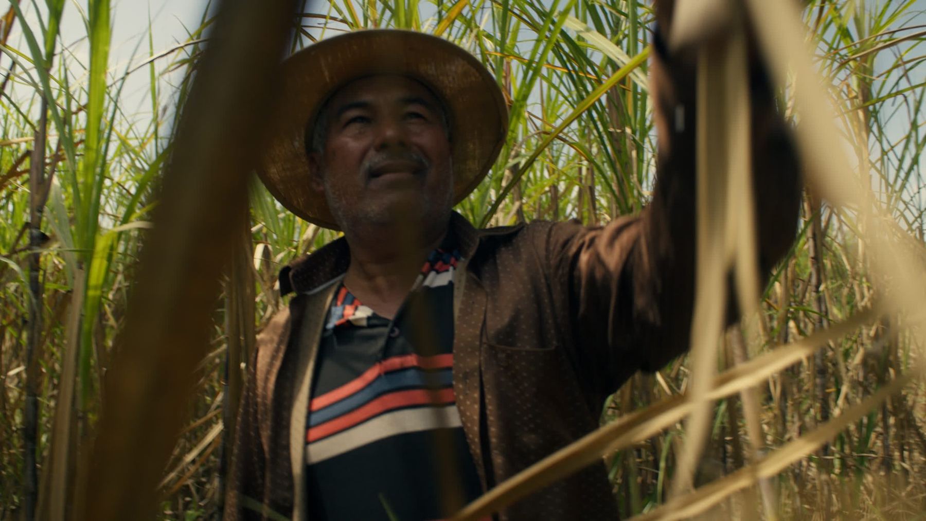A sugarcane farmer reaching through tall cane, Paraguay