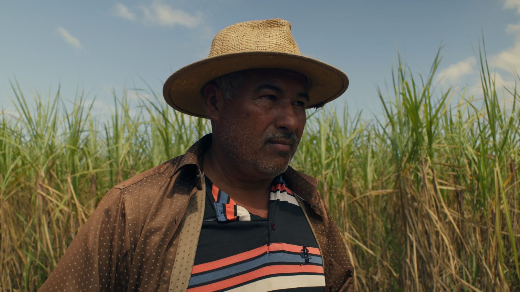 Farmer in a straw hat in the cane