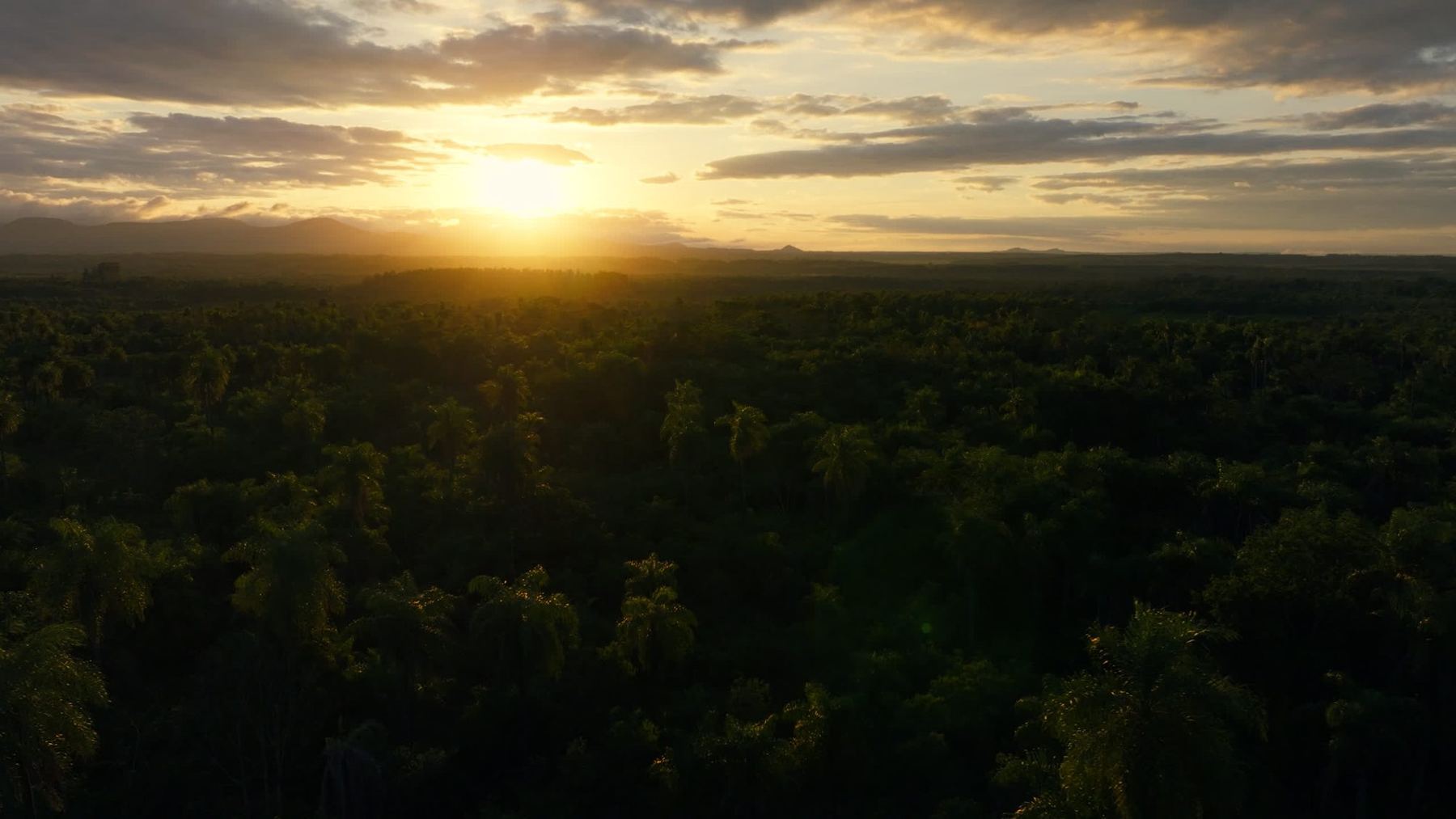 Sunset over palm forest, Guairá