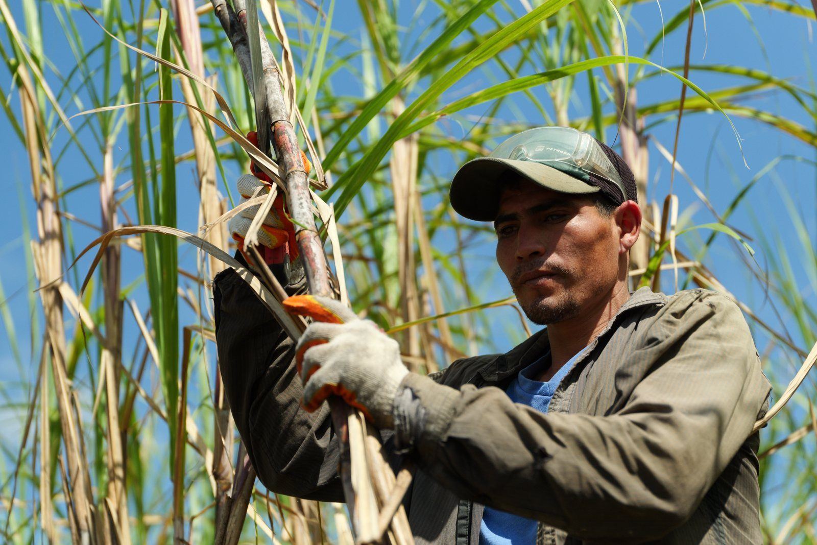 Cane cutter against a blue sky, Paraguay