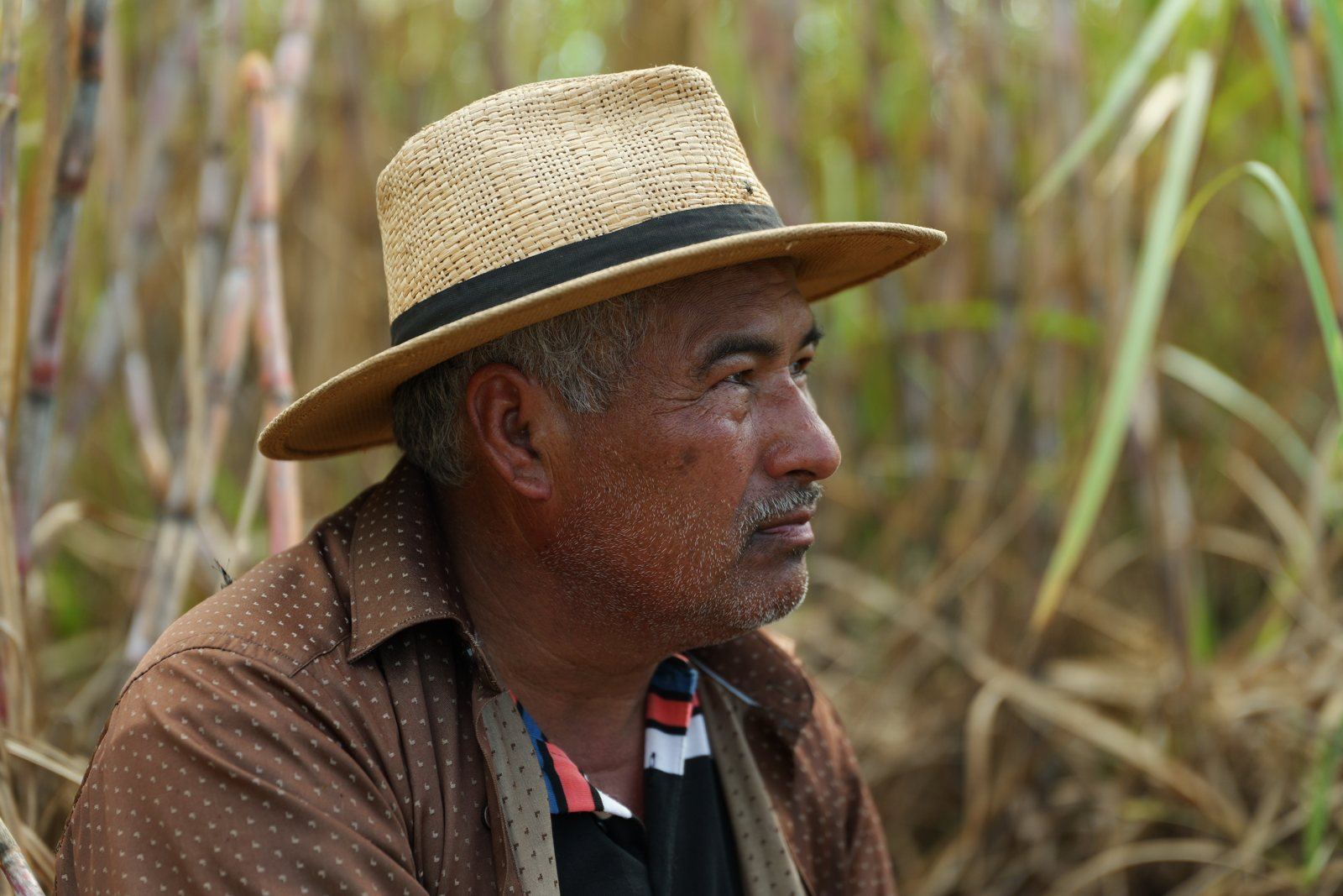 Farmer in a straw hat, Paraguay